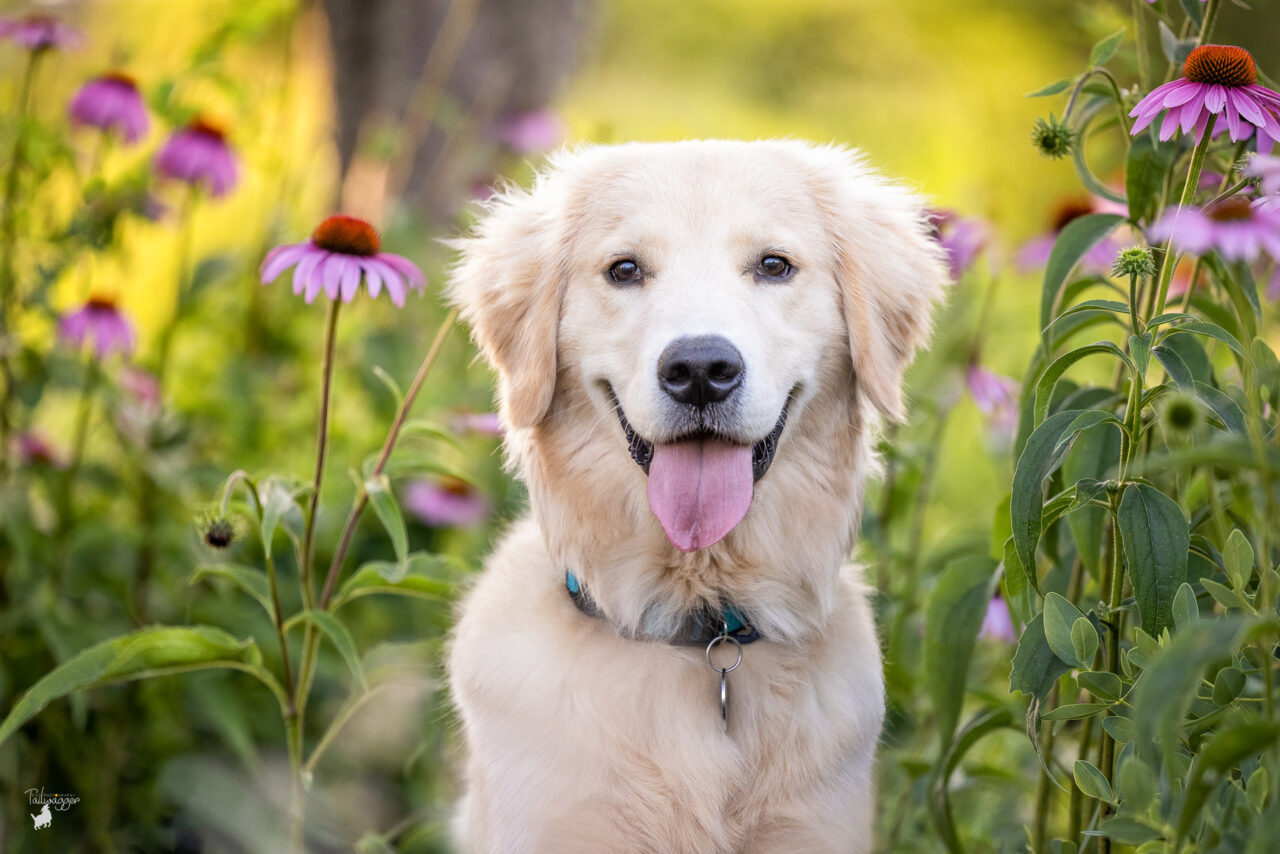 A male Golden Retriever puppy stands in front of the perennials at the Ford Museum in Grand Rapids, MI. 