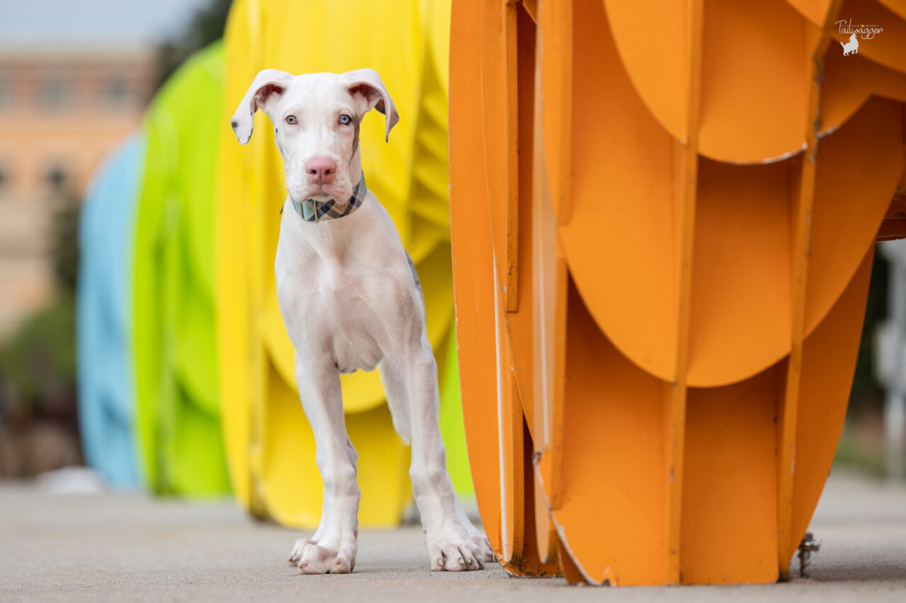 A male double merle Great Dane stands in front of public art works on the Blue Bridge in grand Rapids, MI. 