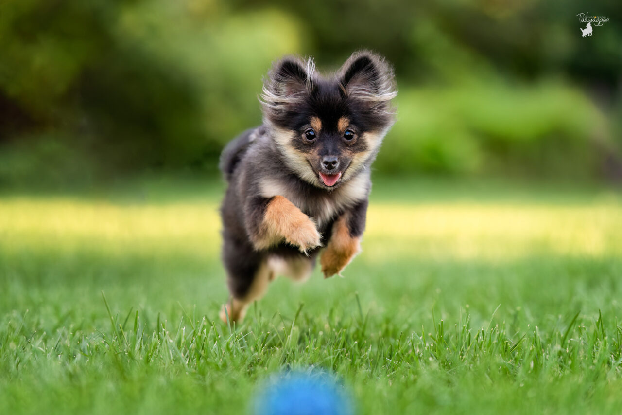 A black and tan Pomeranian runs through the grass at Ah-Awen-Nab part in downtown Grand Rapids, MI. 