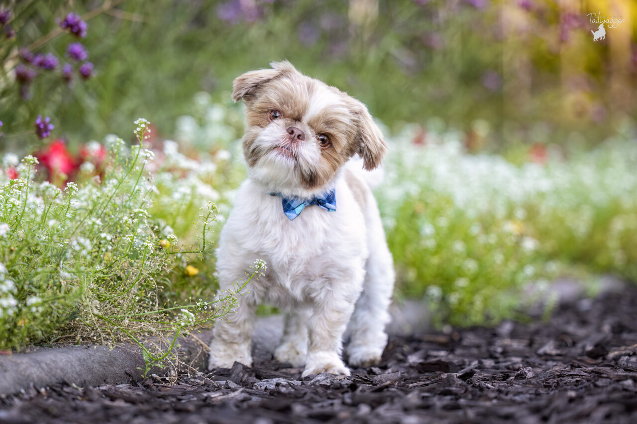 A tiny Shih Tau stands in from of flowers at the Ford Museum in downtown Grand Rapids, MI.