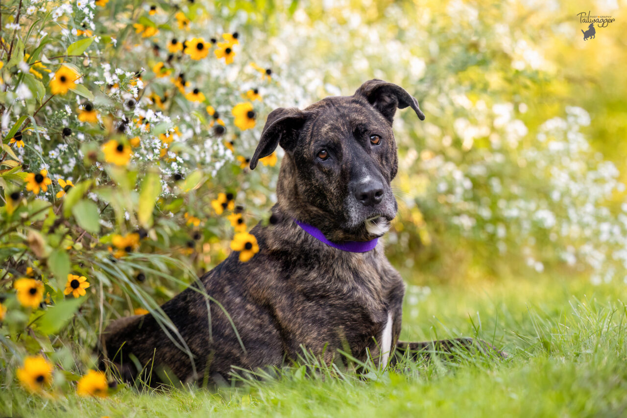 A brindle, female mixed breed lies in the grass with wildflowers behind her at Johnson Park.