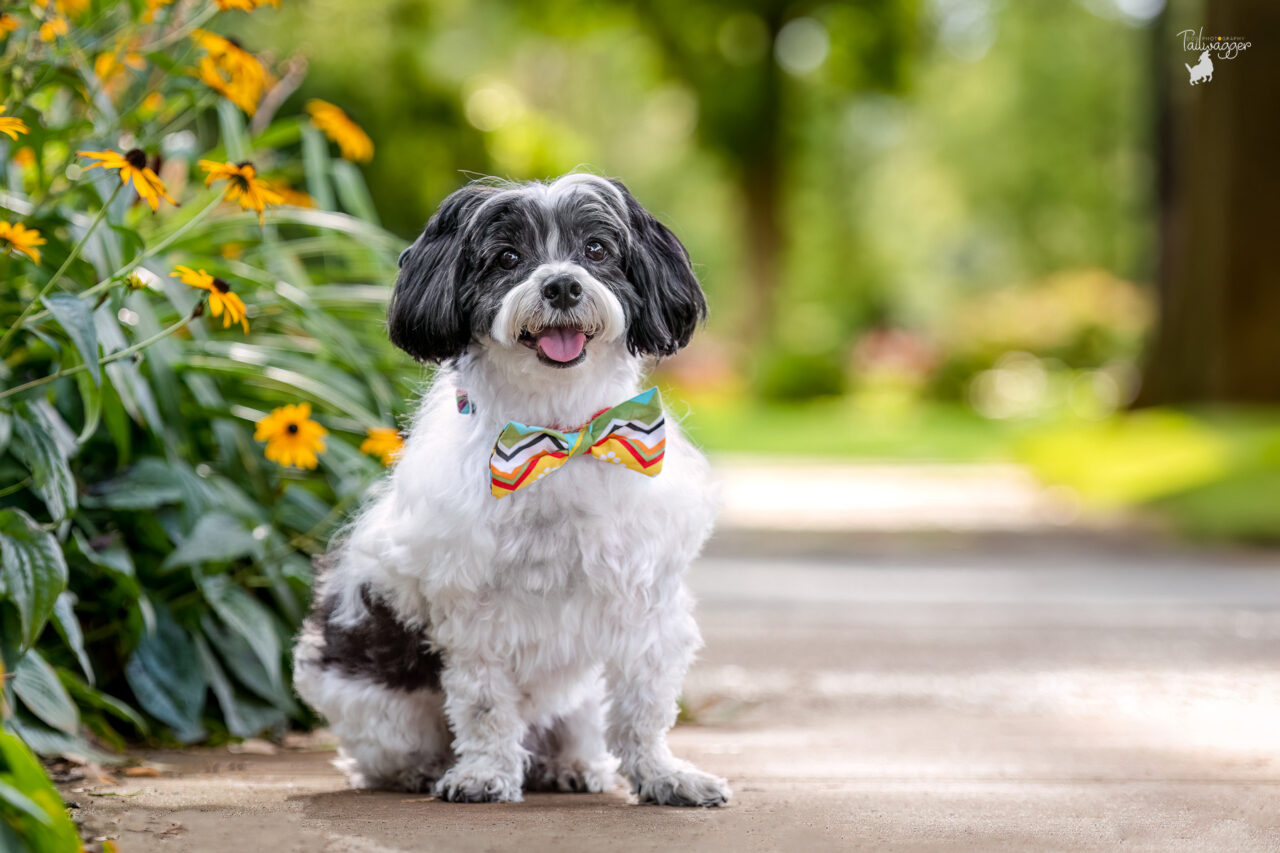 A small black and white male dog sits with a colorful bowtie on in Holland, MI.
