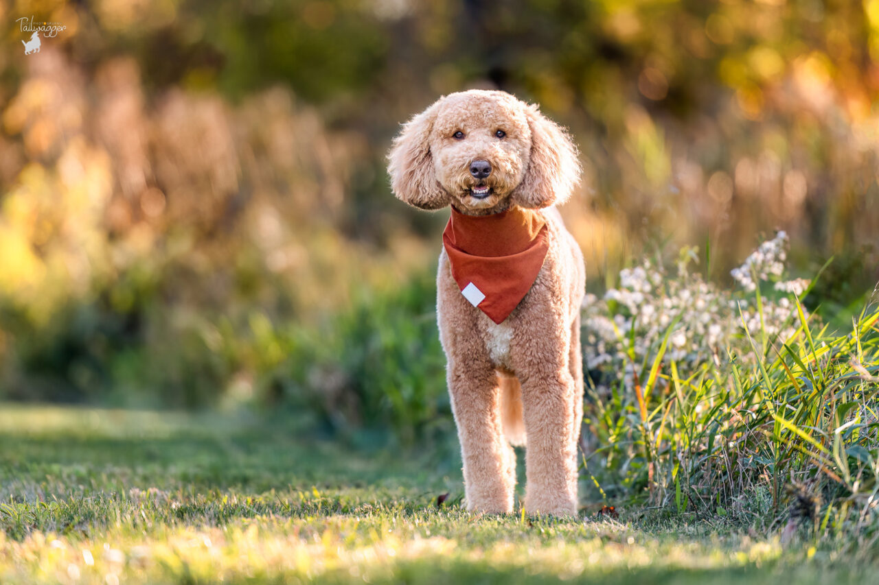 A male Goldendoodle stands in the golden evening sunlight at Johnson Park in Walker, MI.