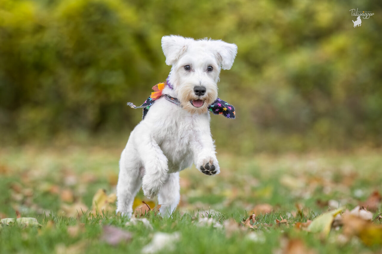 A white female Schnauzer puppy runs in the fall leaves at Johnson Park in Grand Rapids, MI.