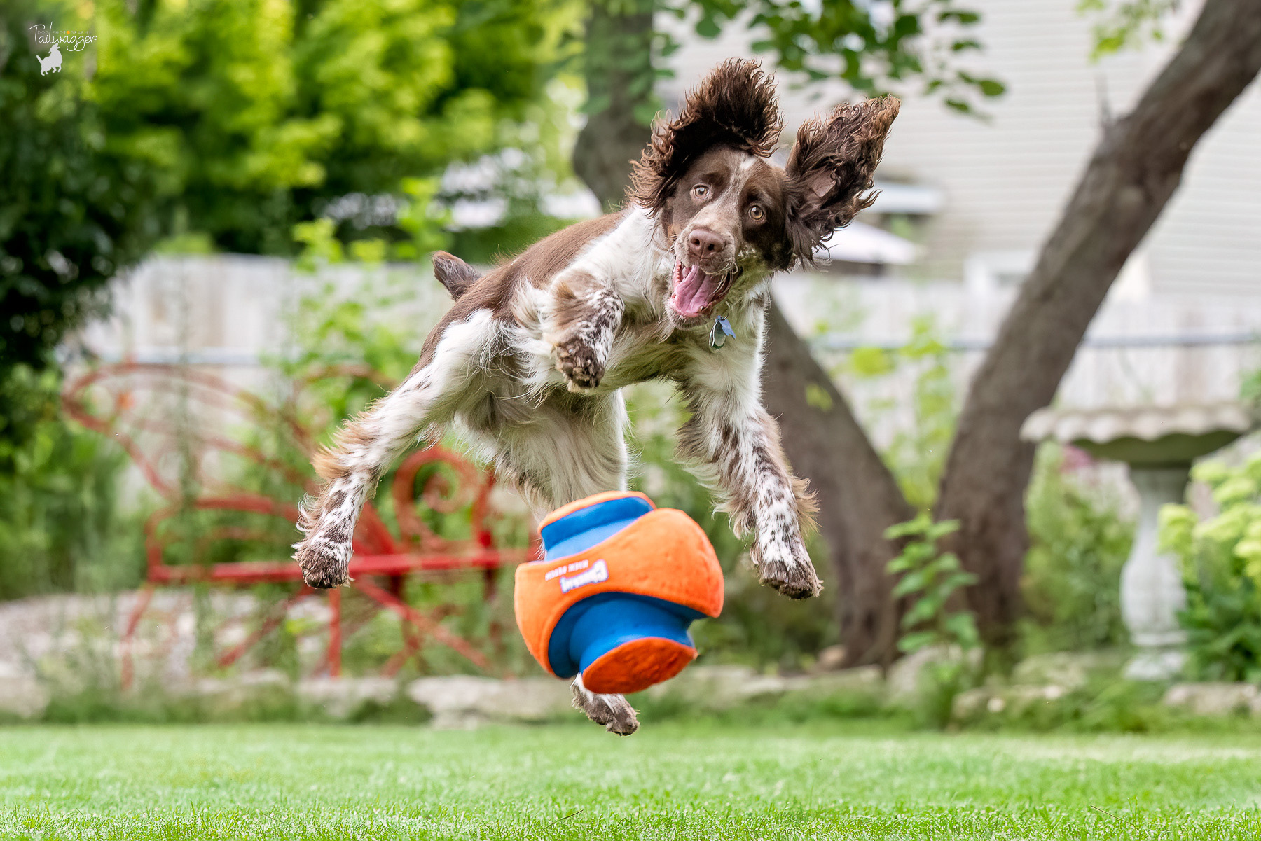 A 6 month old male Springer Spaniel is caught mid-air while chasing his orange and blue ball in Wyoming, MI.
