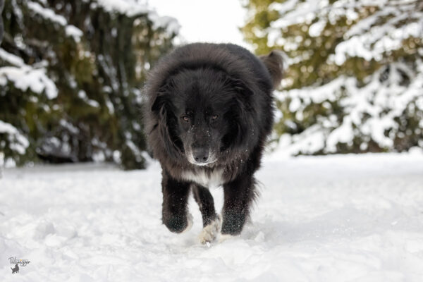 A Great Pyr and Anatolian Shepherd plows through the snow at Hager Park in Jenison, MI.